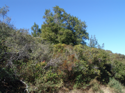 Photo taken at Sierra Azul Open Space Preserve in serpentine chaparral woodland © 2005 Matt Sagues. 